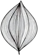 a drawing of a flower.jpg
